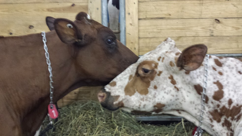 Illustration for article titled Cows at the Fair - I'm Famous and Exhausted